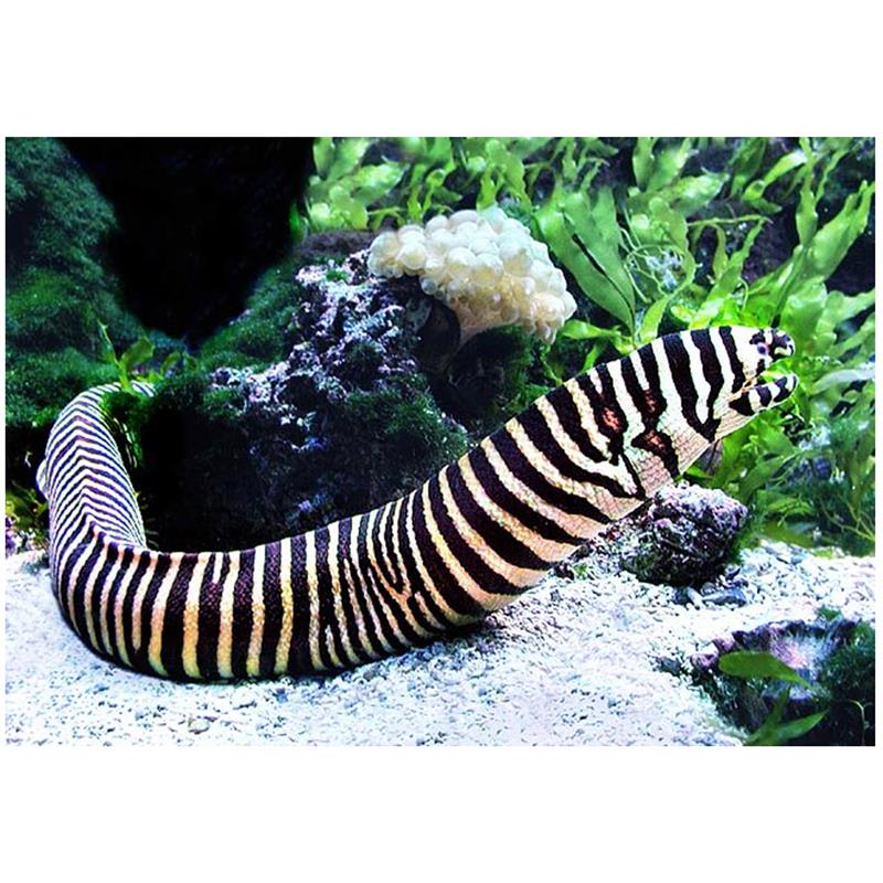 Zebra Murray (Gymnomuraena zebra) - imagine 4